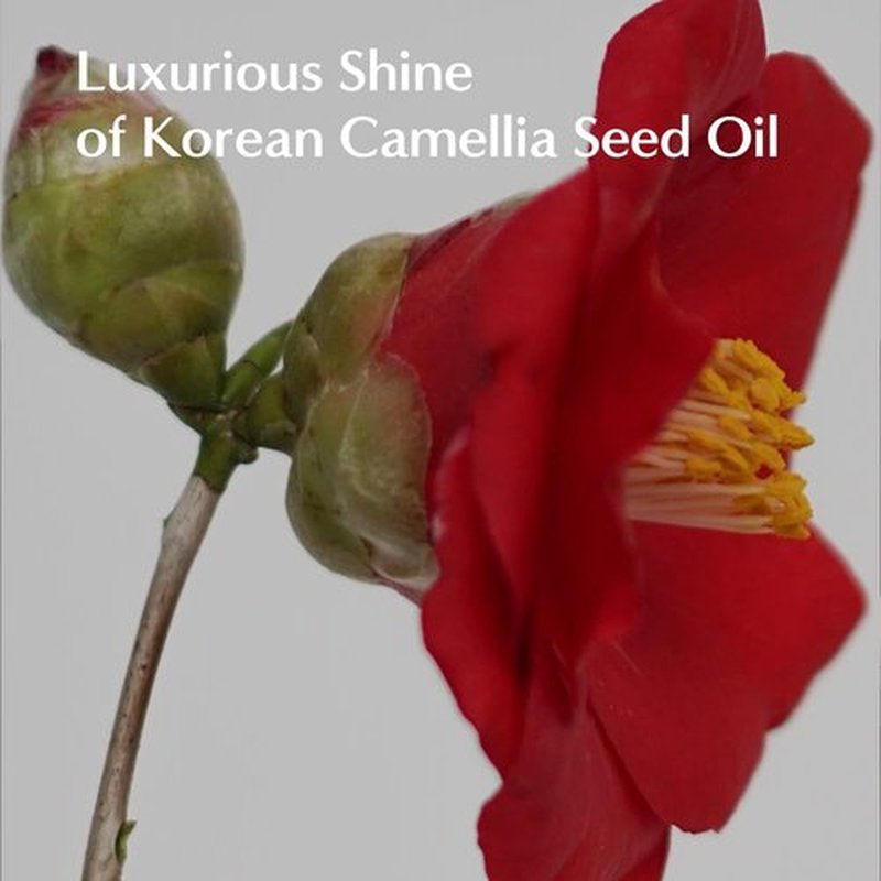LORINIQUE L04-N Keratin Heat Protectant Hair Cream 8.11fl oz | Korean Camellia Oil Leave-In Treatment for Silky & Shiny Hair | Anti-Frizz & Moisturizing Hair Serum