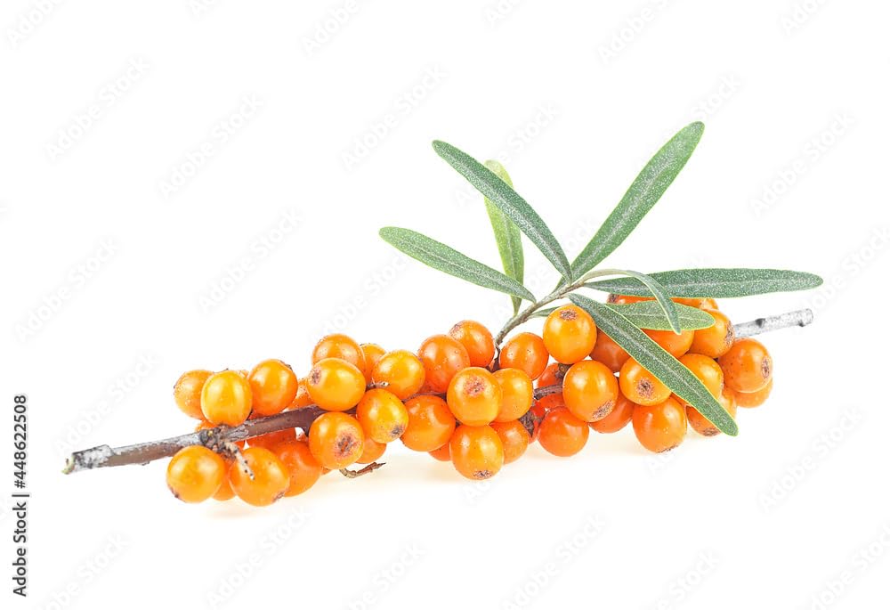 Lekithos Organic Sea Buckthorn Oil | 4 FL OZ (120 ML) | CO2 Extract | Premium Omega 3-6-9 Complex | Skin Barrier Support | Promotes Cell Membrane | Dropper in Glass Bottle | Made In Germany