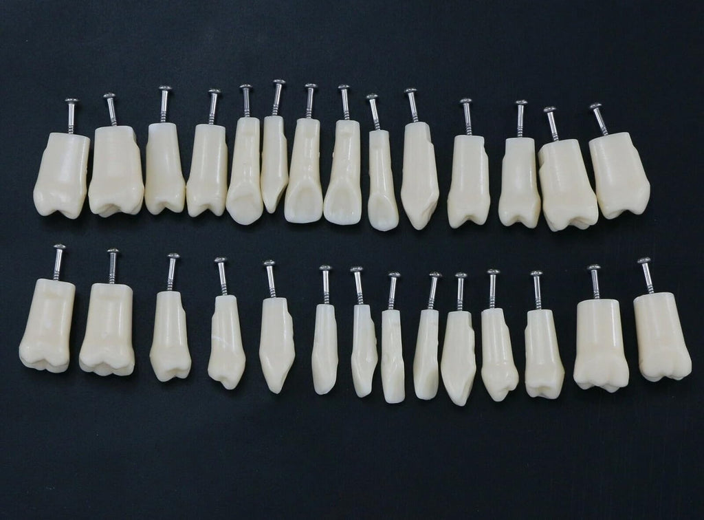 32pcs Removable Typodont Teeth for Typodont Teeth Model Compatible With Kilgore Nissin Dental Practice and Teaching (28pcs teeth)