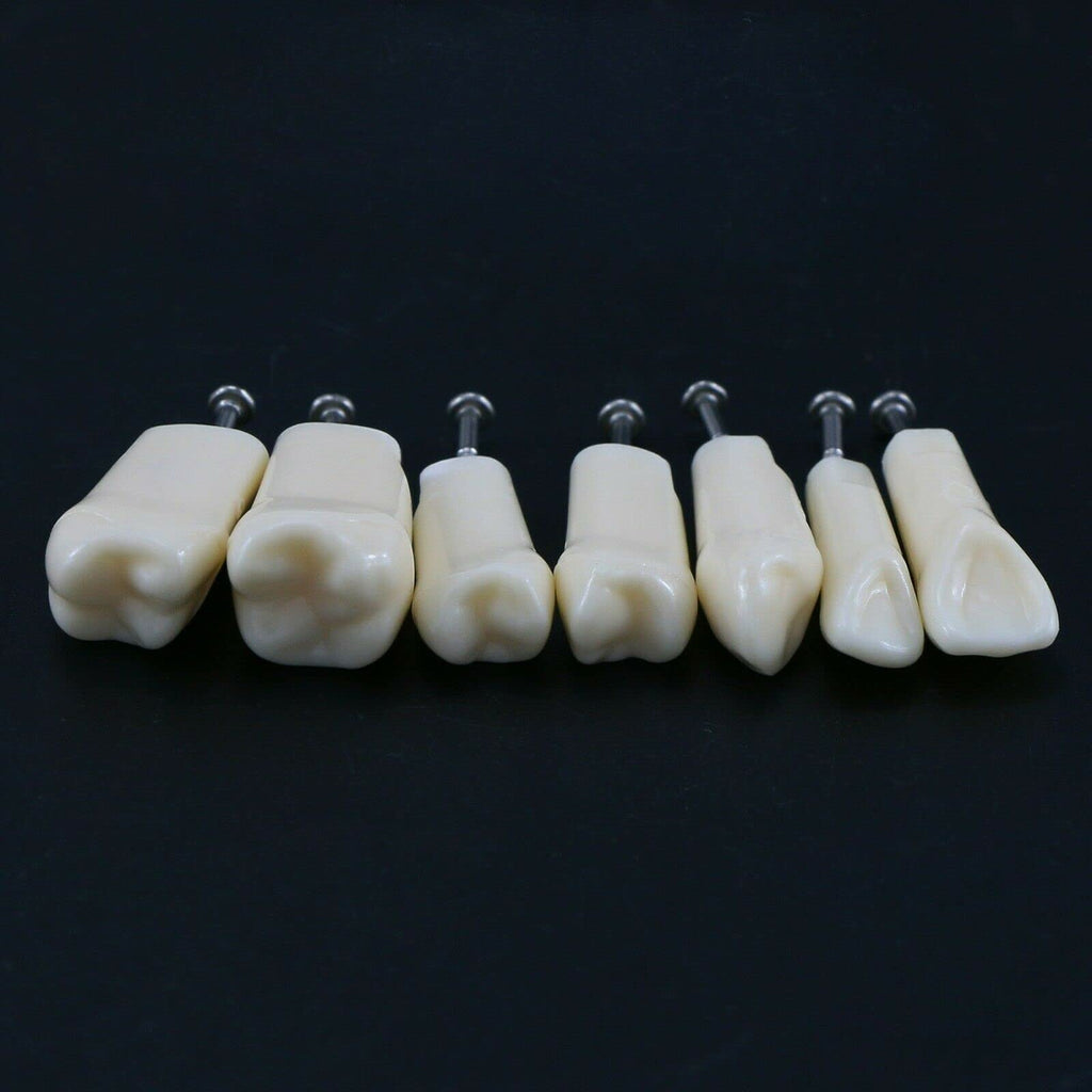 32pcs Removable Typodont Teeth for Typodont Teeth Model Compatible With Kilgore Nissin Dental Practice and Teaching (28pcs teeth)