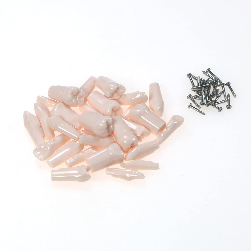 32pcs Removable Typodont Teeth for Typodont Teeth Model Compatible With Kilgore Nissin Dental Practice and Teaching (28pcs teeth)