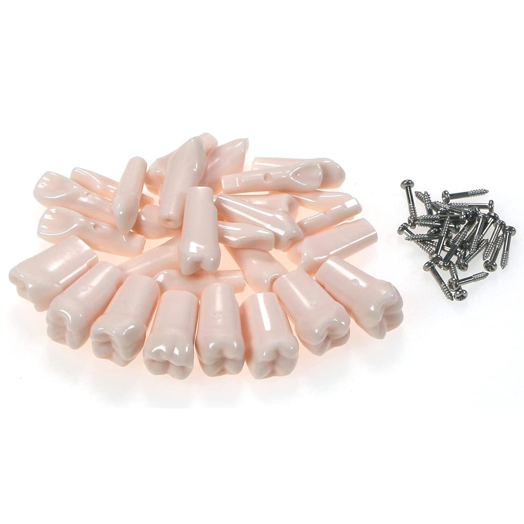 32pcs Removable Typodont Teeth for Typodont Teeth Model Compatible With Kilgore Nissin Dental Practice and Teaching (28pcs teeth)