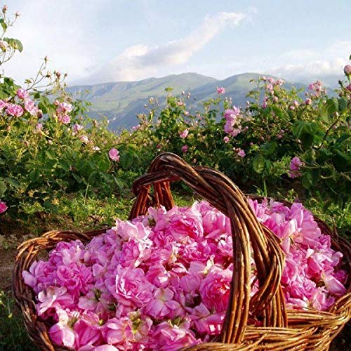 Bulgarian Rose Hand Cream with Natural Rose Oil for moisturizing and rejuvenating the skin