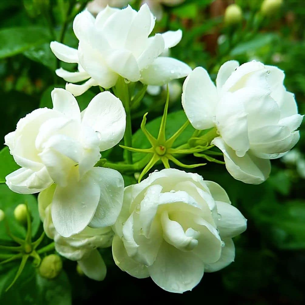 50 Pcs Jasmin Seeds for Planting Fragrant Flower Seeds for Home Garden