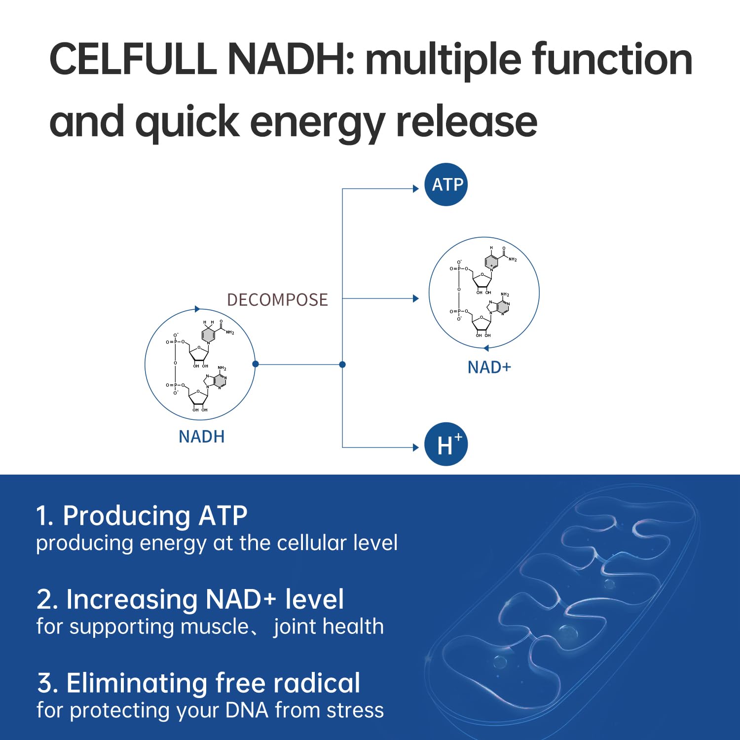 CELFULL NADH Supplement Enchance NMN Alternative NAD+ Supplement for Immune Support Anti-Aging Boost Brain Cognition & Chronic Fatigue Supplements