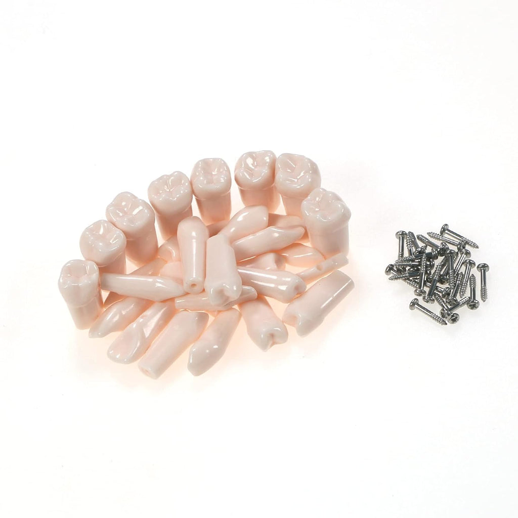 32pcs Removable Typodont Teeth for Typodont Teeth Model Compatible With Kilgore Nissin Dental Practice and Teaching (28pcs teeth)
