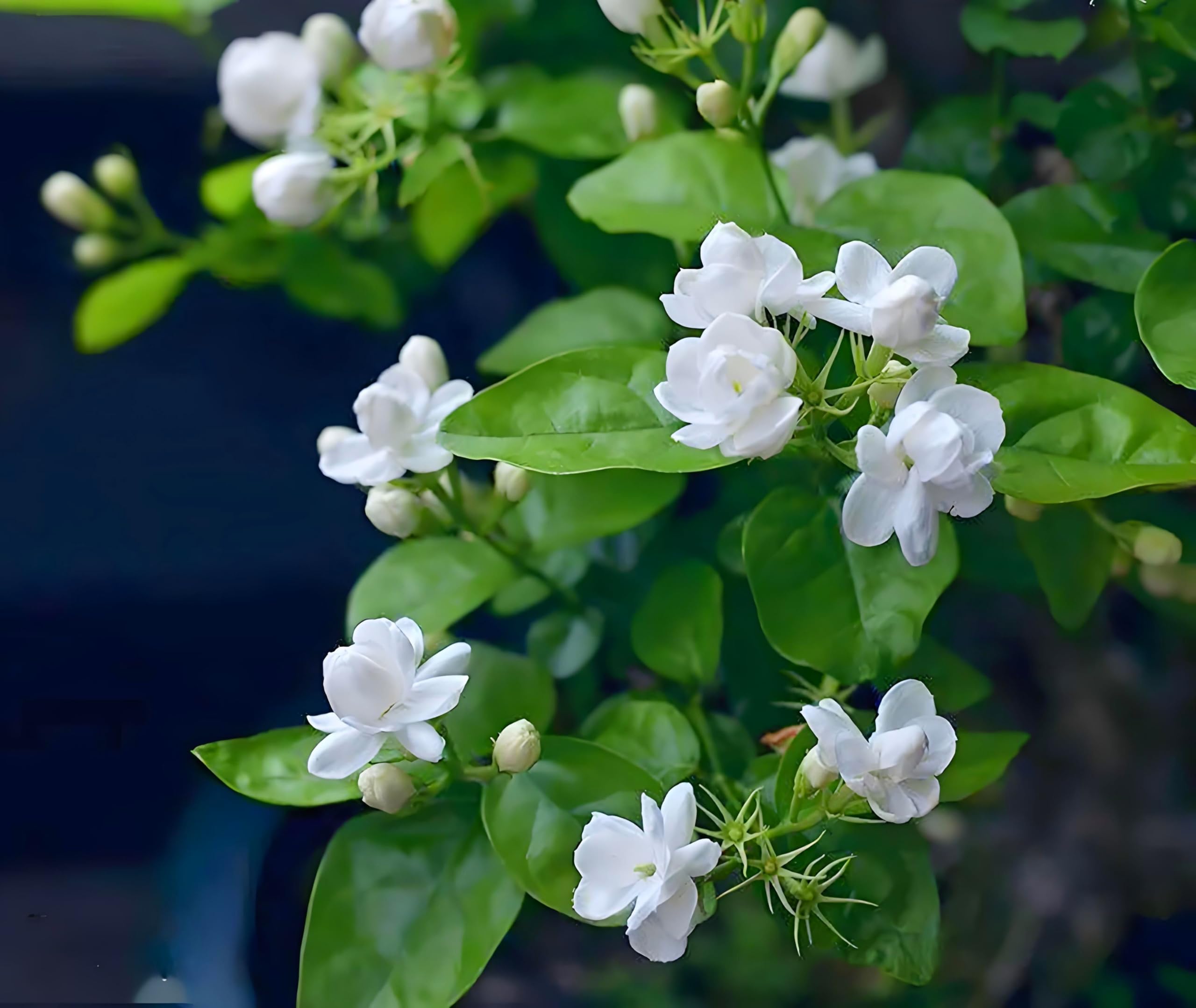 50 Pcs Jasmin Seeds for Planting Fragrant Flower Seeds for Home Garden