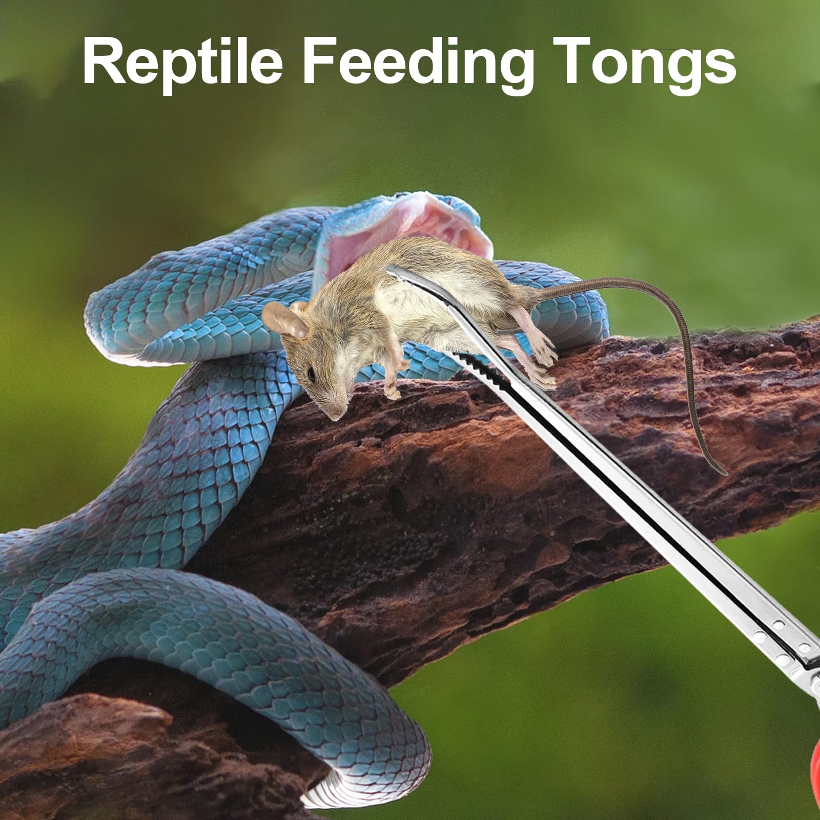 Pankousa 2PCS Reptile Feeding Tongs, Extended Stainless Steel Snake Feeding Tongs, Straight and Curved Feeding Tong, can be used for Snakes, Reptiles, Bathtubs, Aquarium Terrarium Supplies（15 "）