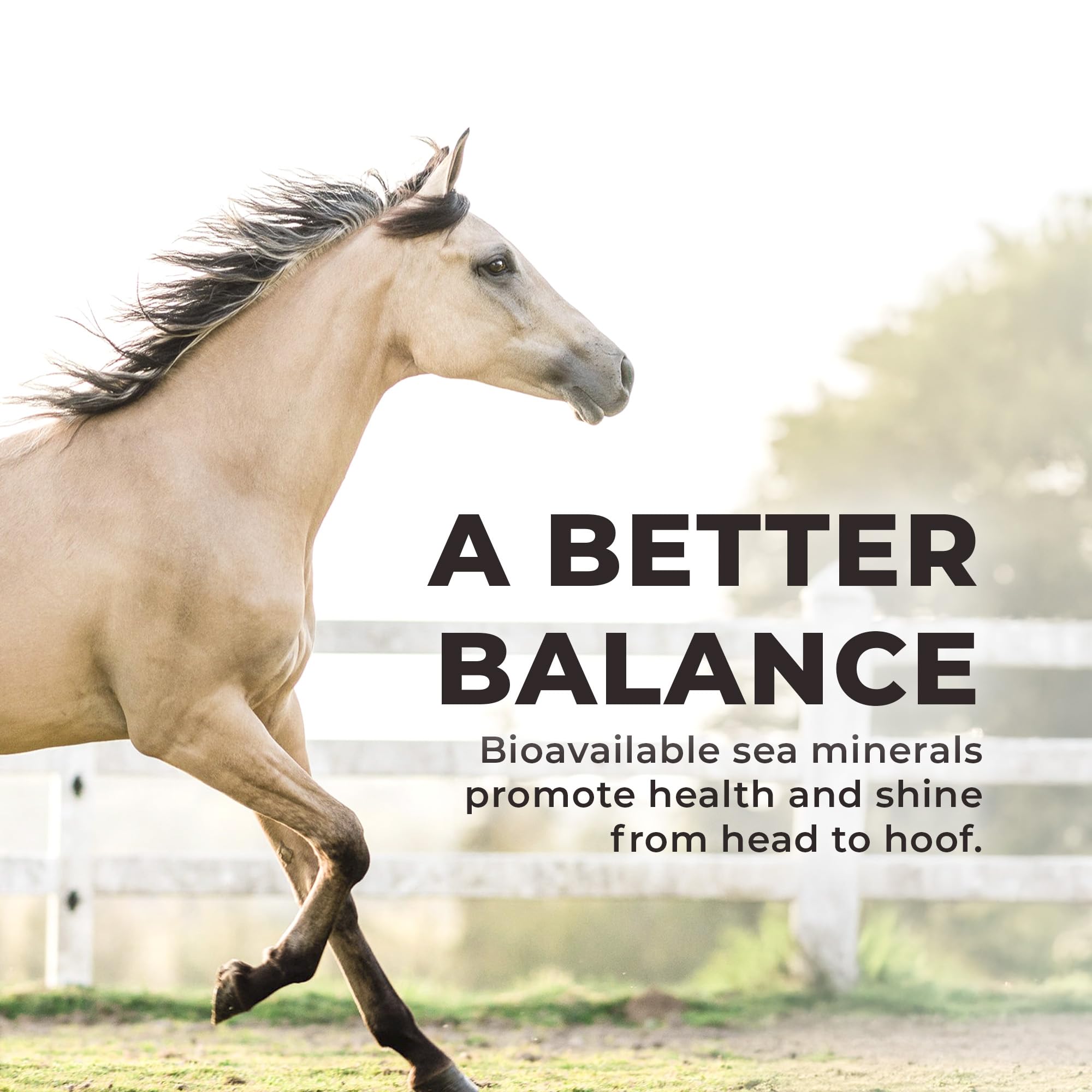 Daily Red Complete Wellness, Fortified Mineral Mix Supplement for Horses (5 LB)