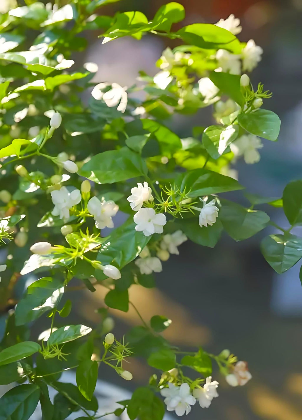 50 Pcs Jasmin Seeds for Planting Fragrant Flower Seeds for Home Garden