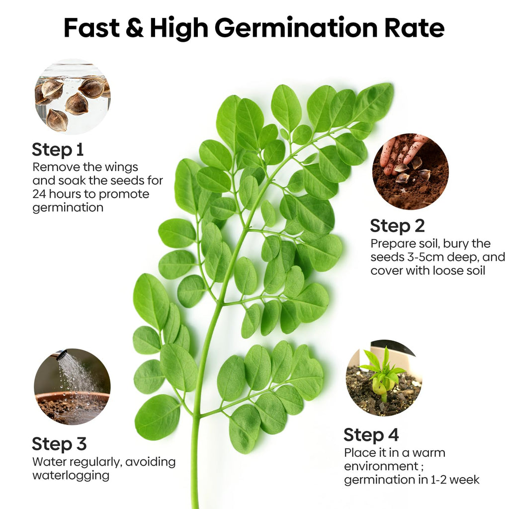 Groundio Moringa Seeds for Planting, 2 OZ 100% Natural Semillas de Moringa, Non- GMO | Premium PKM1 Quality | High Germination | USDA Zone 9-11