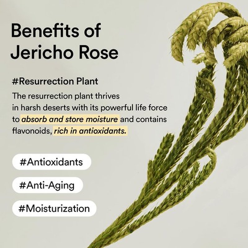 Abib Collagen Eye Cream Jericho Rose Tube for Dark Circles and Puffiness, Under Eye Fine Lines