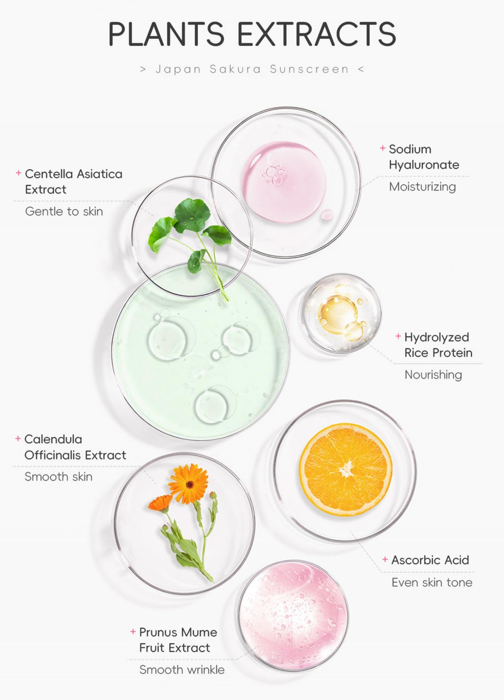 Hydrating Sunscreen SPF 50 – 2Packs Travel Size Lightweight Hydrating JAPANESE SAKURA Face & Body Sunscreen, Moisturizing Isolation Cream Non-Greasy, Fast-Absorbing, No White Cast, 1.06fl.oz ea