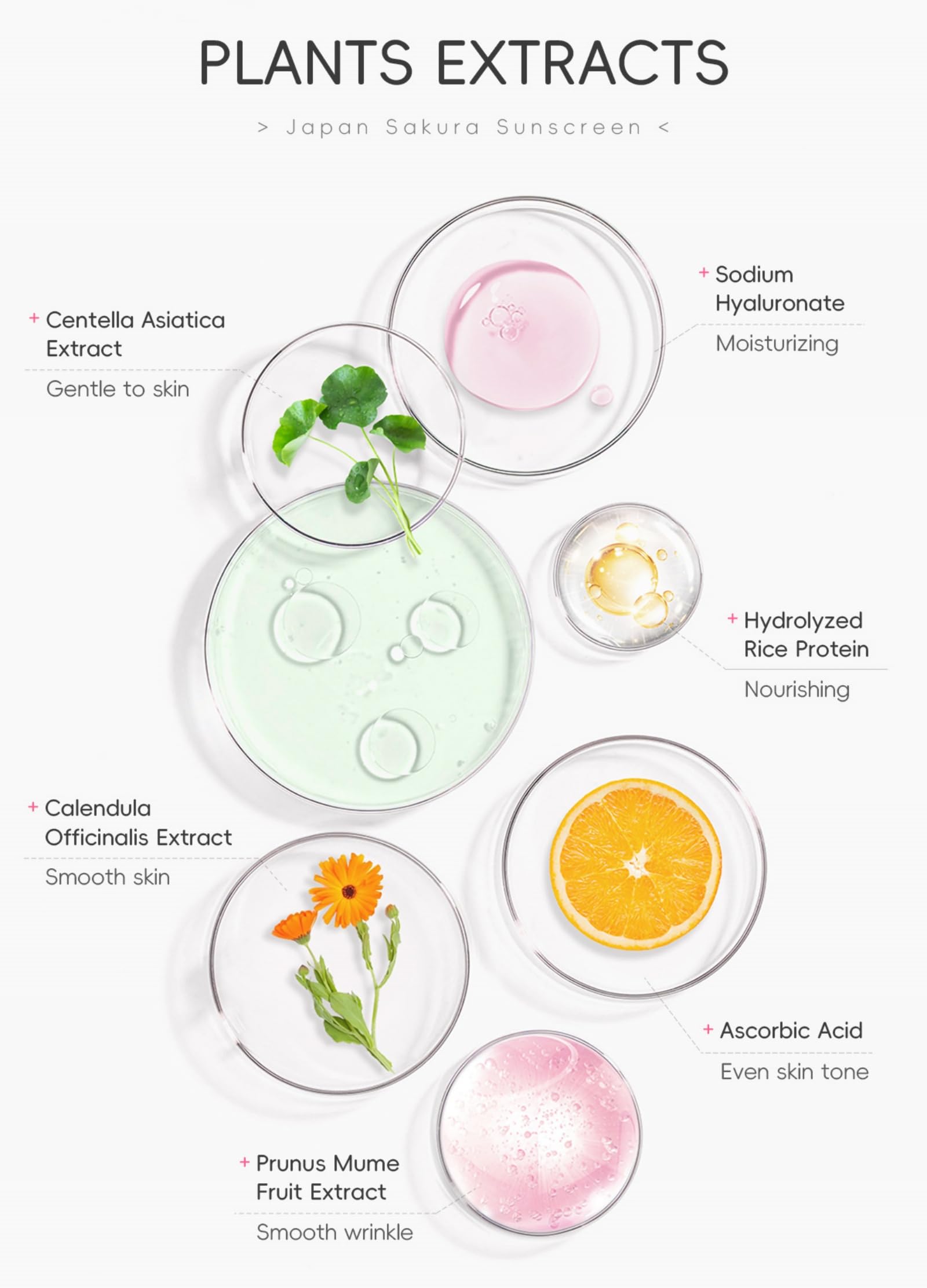 Hydrating Sunscreen SPF 50 – 2Packs Travel Size Lightweight Hydrating JAPANESE SAKURA Face & Body Sunscreen, Moisturizing Isolation Cream Non-Greasy, Fast-Absorbing, No White Cast, 1.06fl.oz ea