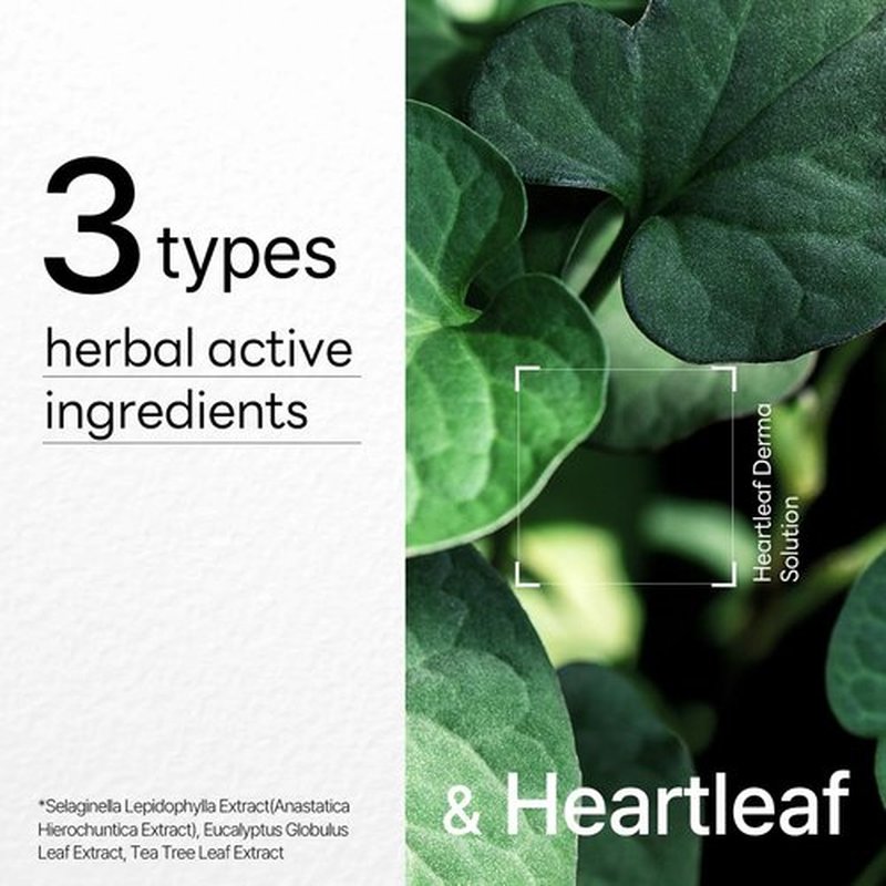 Mediheal Dermaplus Heartleaf Mask - Vegan Soothing Sheet Mask with Panthenol & Hyaluron | 10 Counts