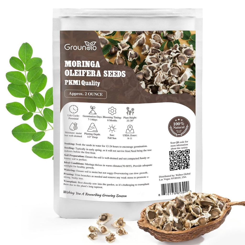 Groundio Moringa Seeds for Planting, 2 OZ 100% Natural Semillas de Moringa, Non- GMO | Premium PKM1 Quality | High Germination | USDA Zone 9-11