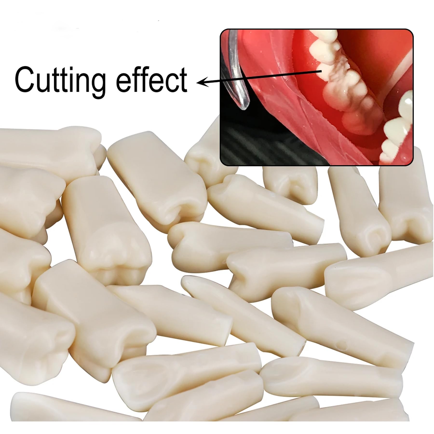 32pcs Removable Typodont Teeth for Typodont Teeth Model Compatible With Kilgore Nissin Dental Practice and Teaching (28pcs teeth)