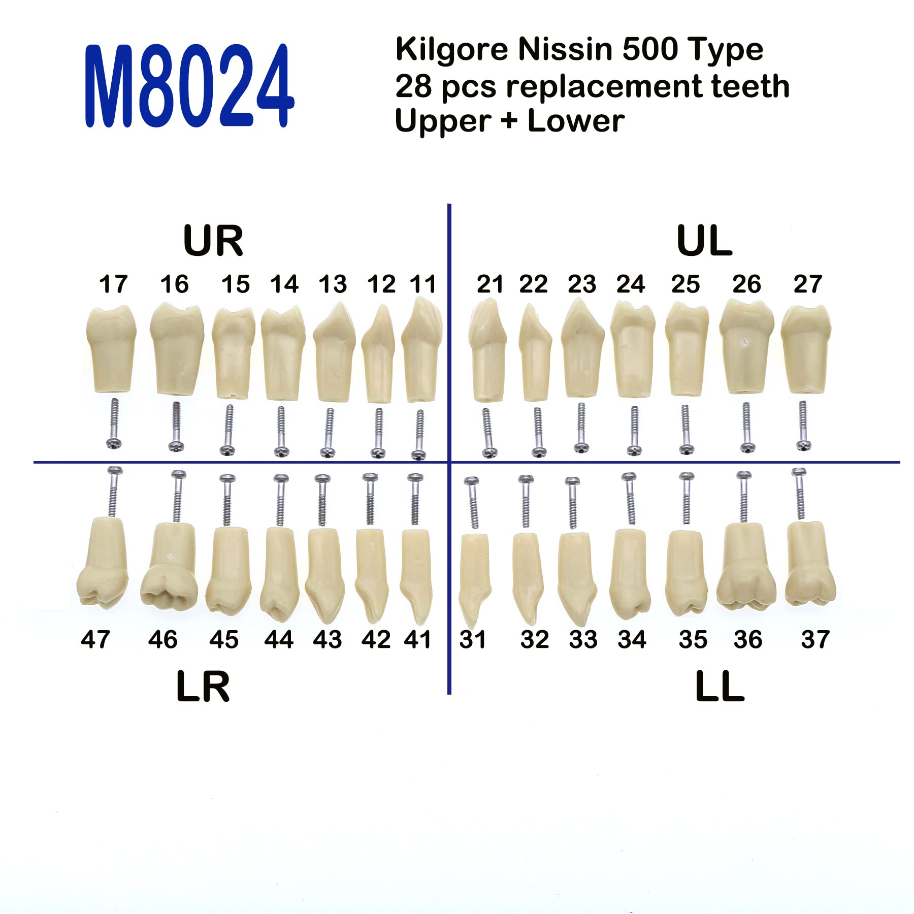 32pcs Removable Typodont Teeth for Typodont Teeth Model Compatible With Kilgore Nissin Dental Practice and Teaching (28pcs teeth)