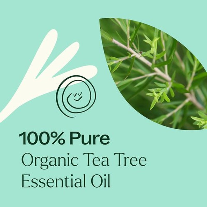 Plant Therapy Organic Tea Tree Oil - 100% Pure & USDA Certified Organic - Therapeutic Grade 30 mL (1 oz)