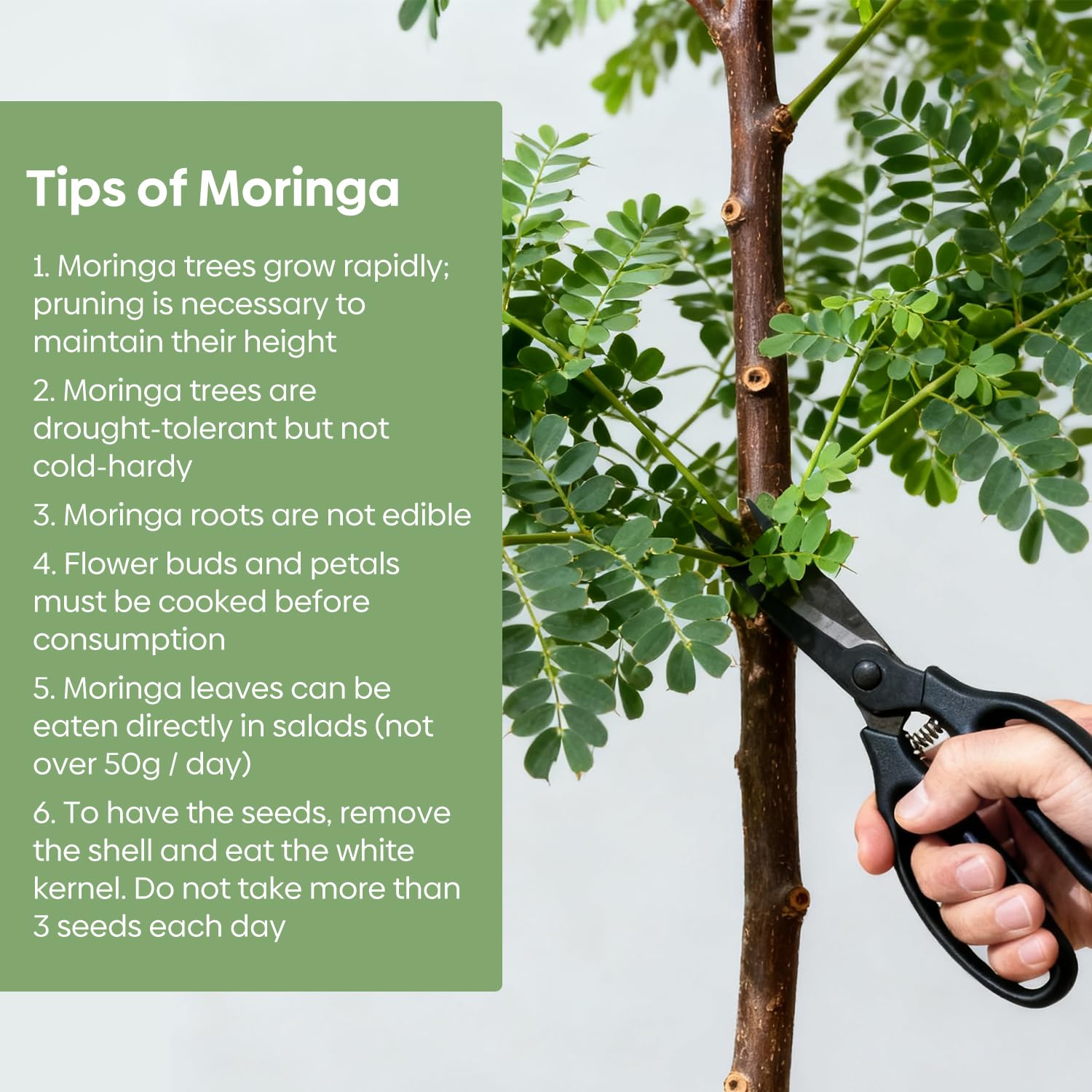 Groundio Moringa Seeds for Planting, 2 OZ 100% Natural Semillas de Moringa, Non- GMO | Premium PKM1 Quality | High Germination | USDA Zone 9-11