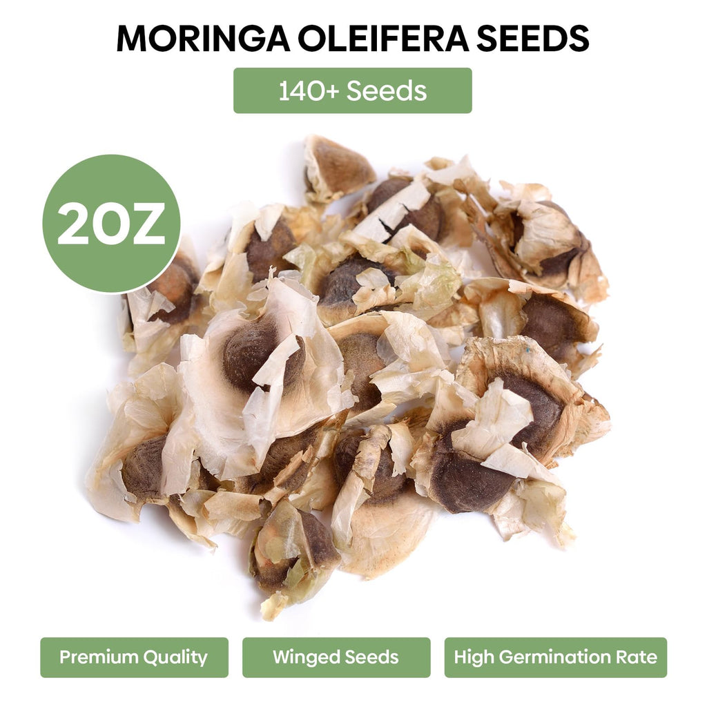 Groundio Moringa Seeds for Planting, 2 OZ 100% Natural Semillas de Moringa, Non- GMO | Premium PKM1 Quality | High Germination | USDA Zone 9-11