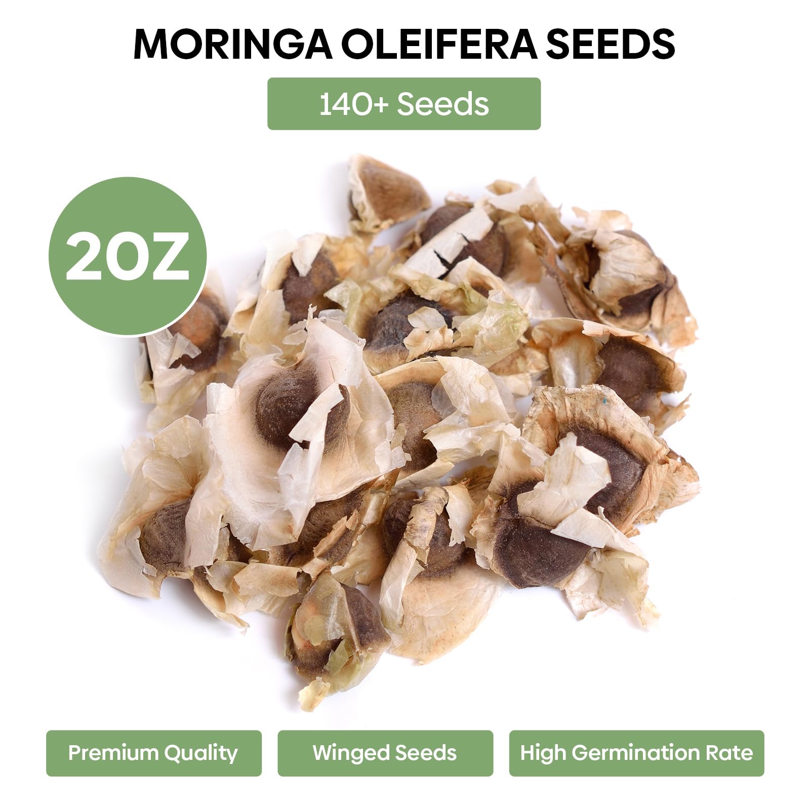 Groundio Moringa Seeds for Planting, 2 OZ 100% Natural Semillas de Moringa, Non- GMO | Premium PKM1 Quality | High Germination | USDA Zone 9-11