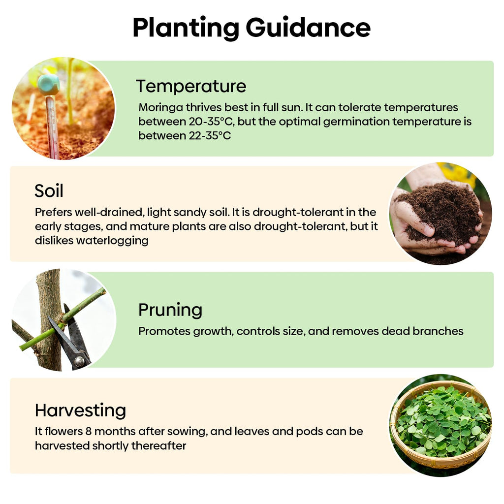 Groundio Moringa Seeds for Planting, 2 OZ 100% Natural Semillas de Moringa, Non- GMO | Premium PKM1 Quality | High Germination | USDA Zone 9-11