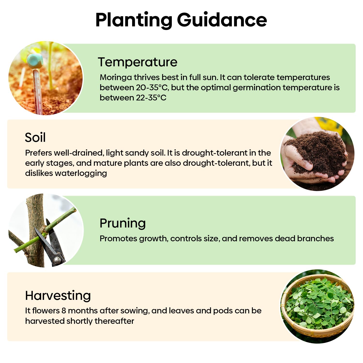 Groundio Moringa Seeds for Planting, 2 OZ 100% Natural Semillas de Moringa, Non- GMO | Premium PKM1 Quality | High Germination | USDA Zone 9-11