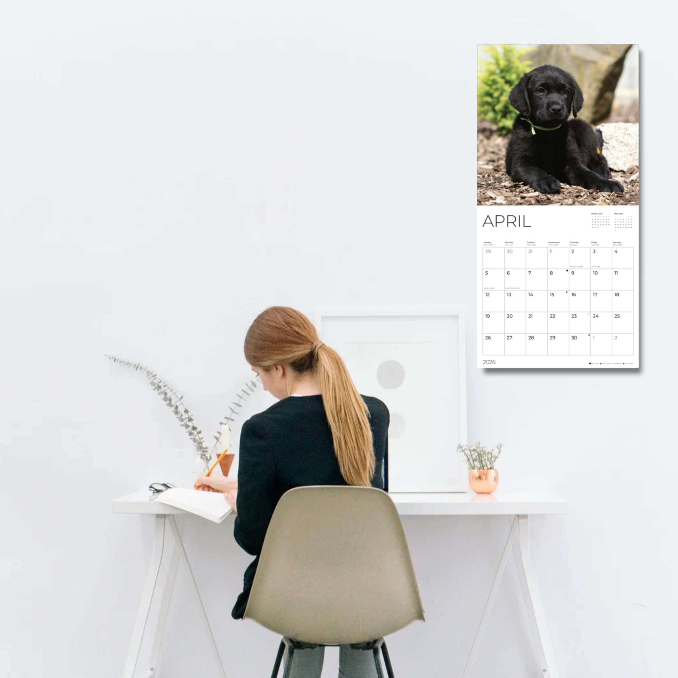 Black Lab Puppy Wall Calendar 2026 | 12" x 24" Open | Dog Calendar Photography Thick & Sturdy Paper | Office Kitchen Decor or Gift | Pacific Waters Press (Black Lab Puppies)