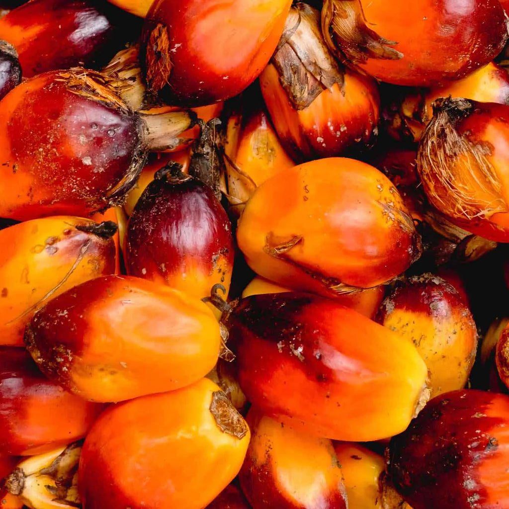 Aromatics International Palm Kernel Oil 4oz | Cold-Pressed, Unrefined, Pure Carrier Oil for Skincare, Hair, Soap Making, and DIY Beauty Products
