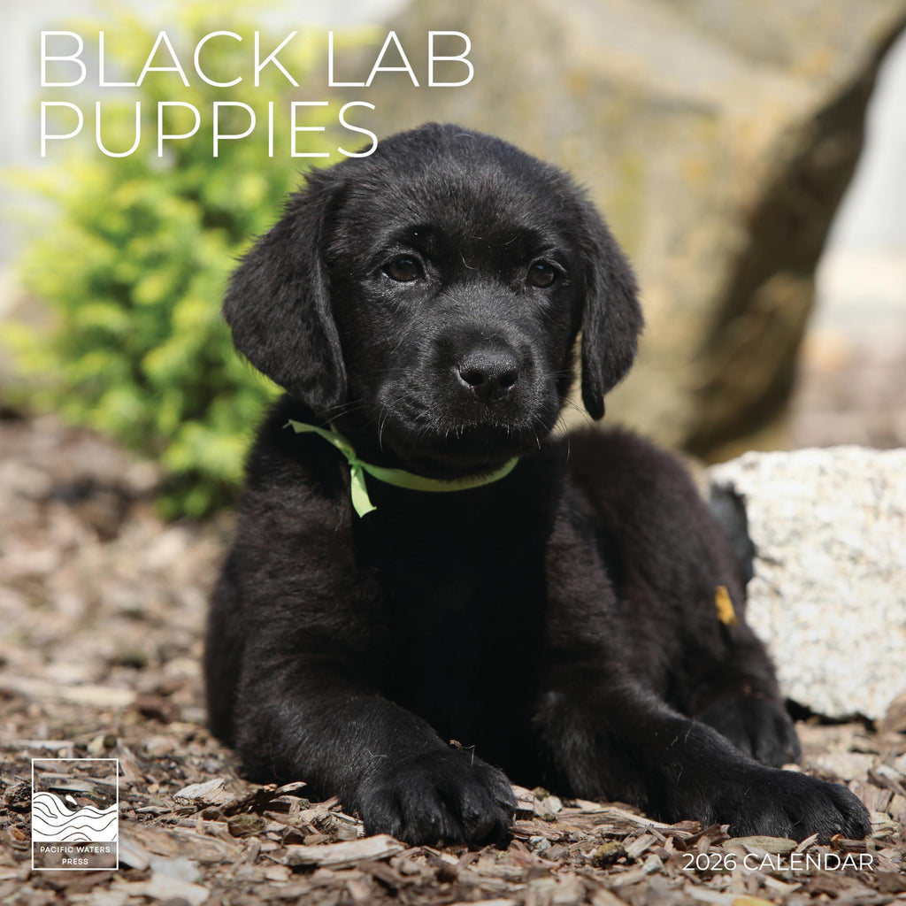 Black Lab Puppy Wall Calendar 2026 | 12" x 24" Open | Dog Calendar Photography Thick & Sturdy Paper | Office Kitchen Decor or Gift | Pacific Waters Press (Black Lab Puppies)