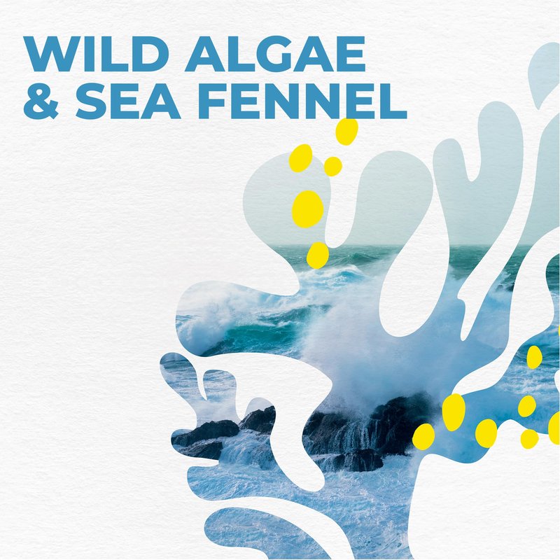 Yves Rocher Wild Algae Sauvage Sea Fennel Energizing Bath and Shower Body Gel - 400 ml. / 13.5 fl.oz.