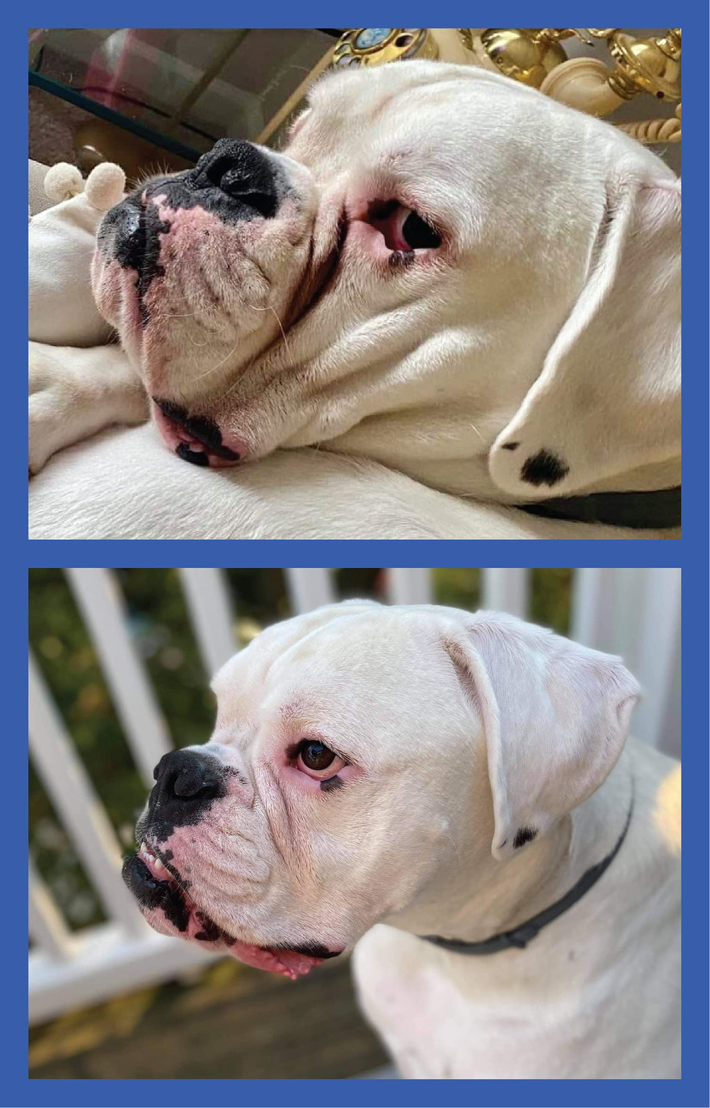 Squishface Wrinkle Paste - Bulldog, French Bulldog, Pug, English Bulldog – Cleans Wrinkles, Tear Stain, Tail Pockets, and Paws – Anti-Itch Tear Stain Remover & Bulldog Wrinkle Cream, 2 Oz.
