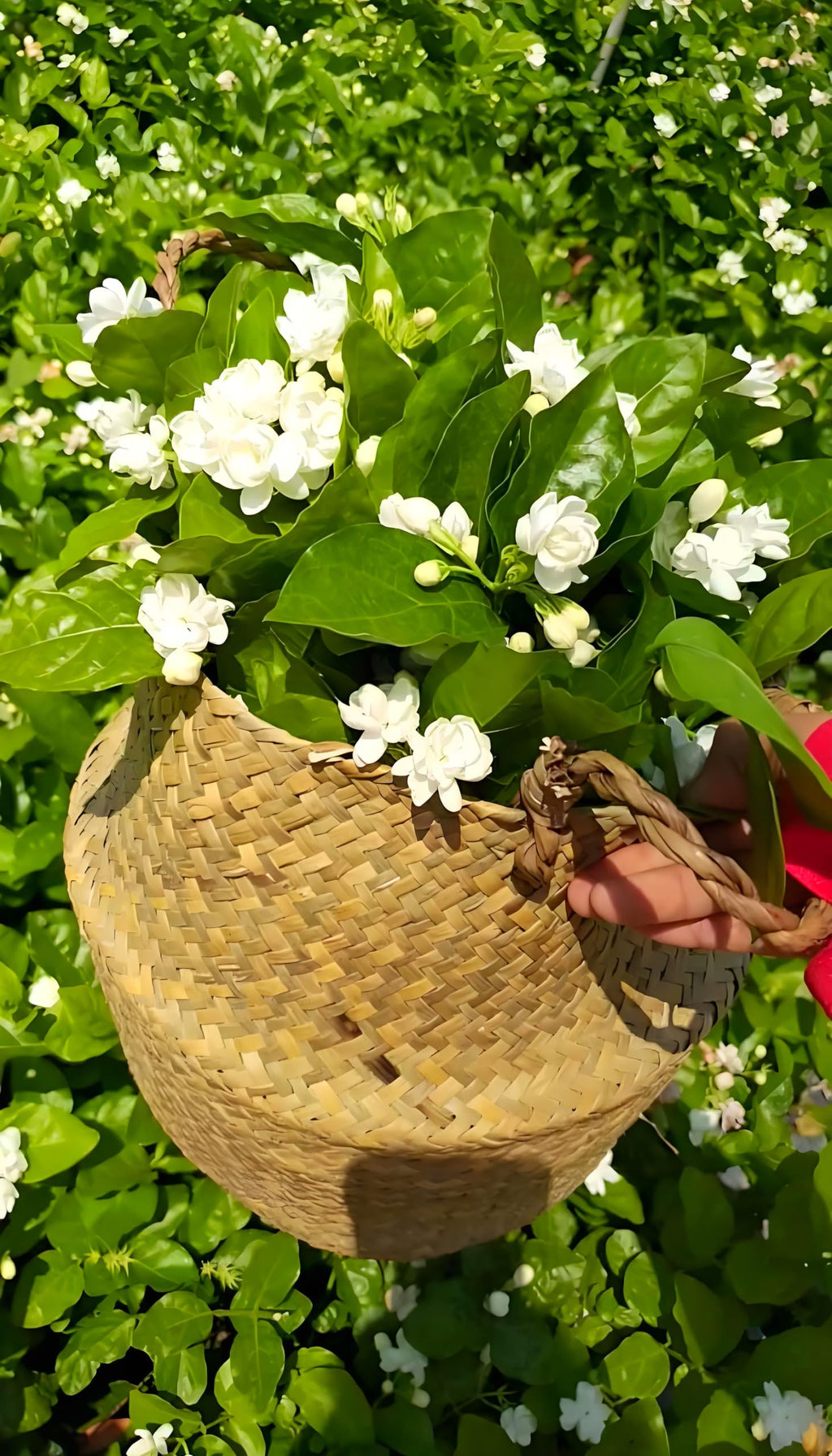 50 Pcs Jasmin Seeds for Planting Fragrant Flower Seeds for Home Garden