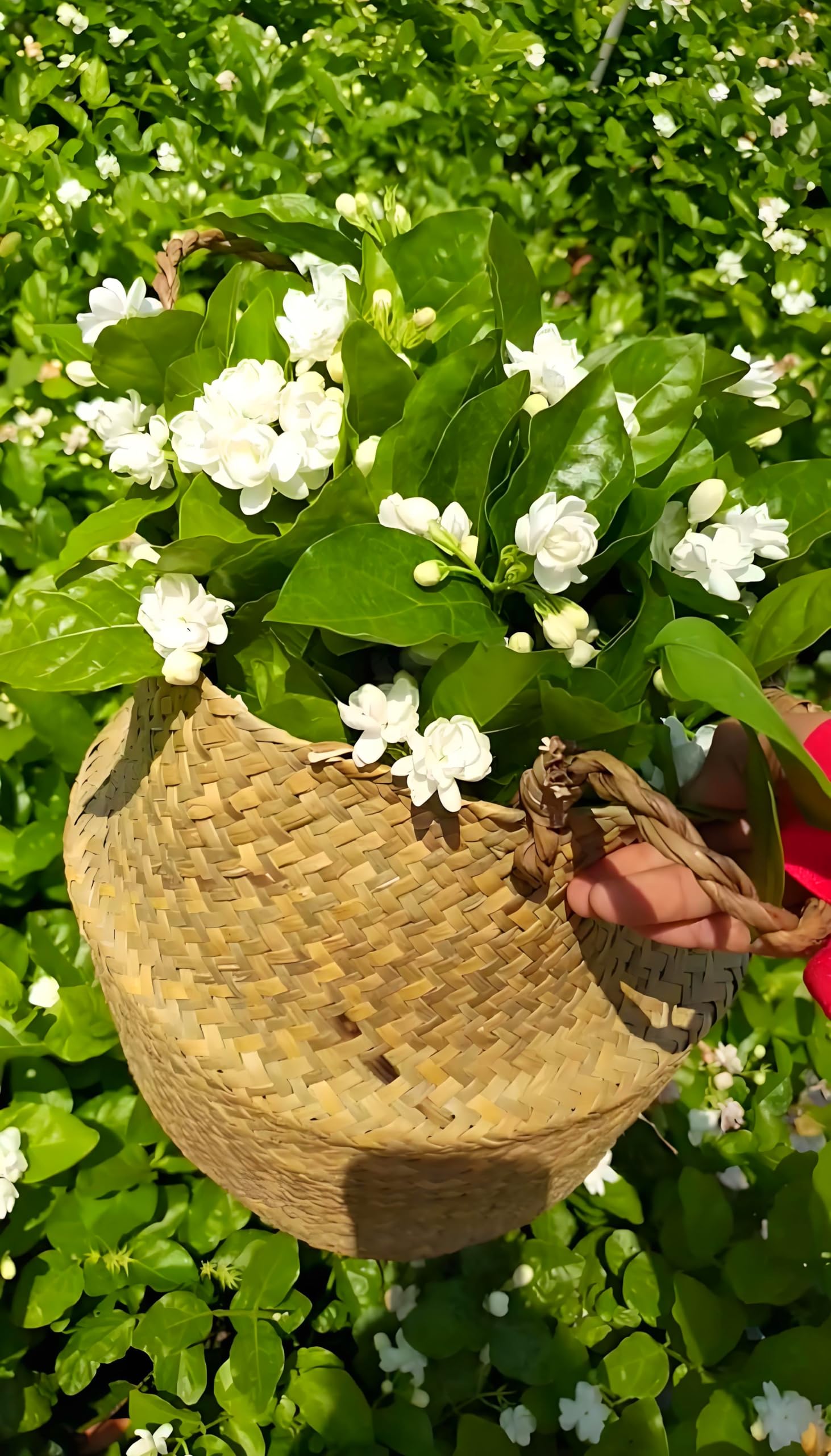 50 Pcs Jasmin Seeds for Planting Fragrant Flower Seeds for Home Garden