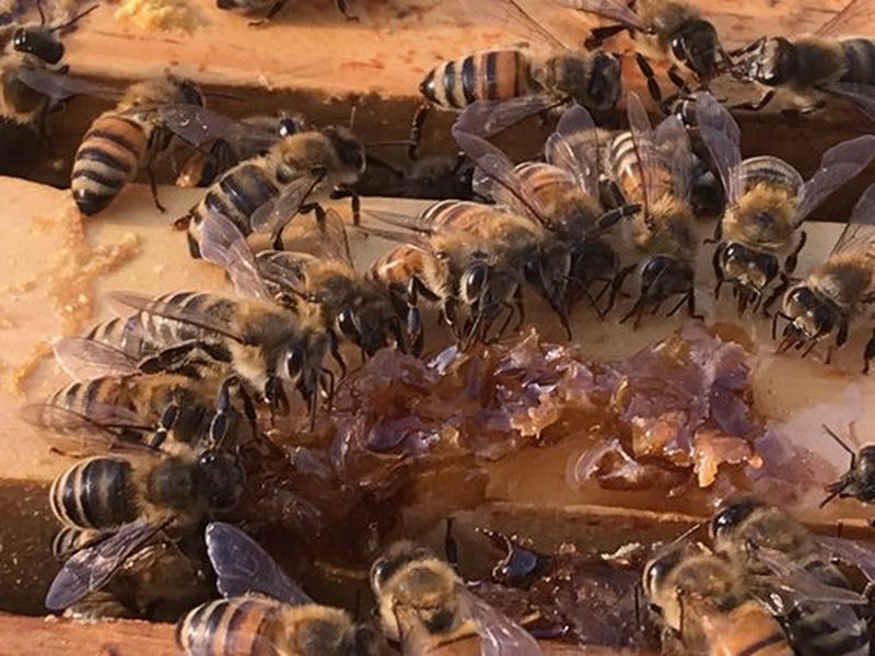 Planet Bee Apiary UNSCENTED BEE SALVE 1oz – Beeswax & Propolis Skin Moisturizer – All Natural, Small Batch