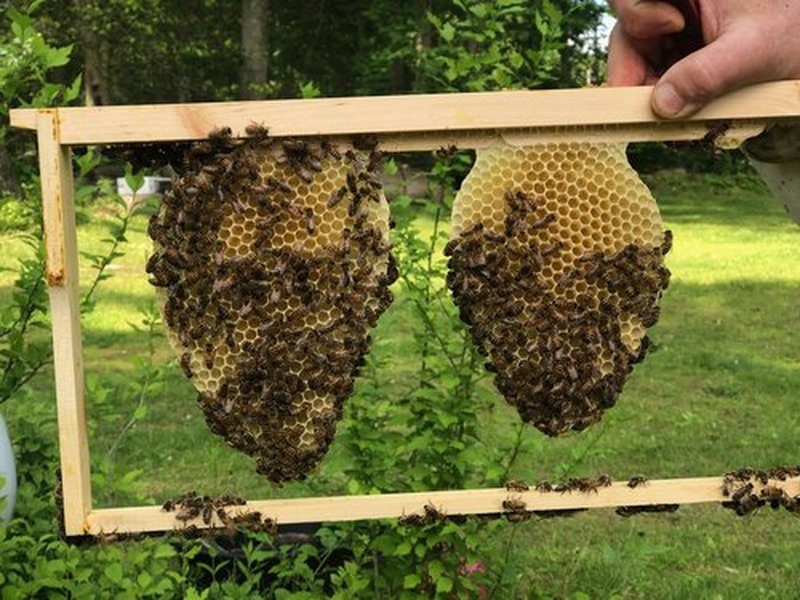 Planet Bee Apiary UNSCENTED BEE SALVE 1oz – Beeswax & Propolis Skin Moisturizer – All Natural, Small Batch