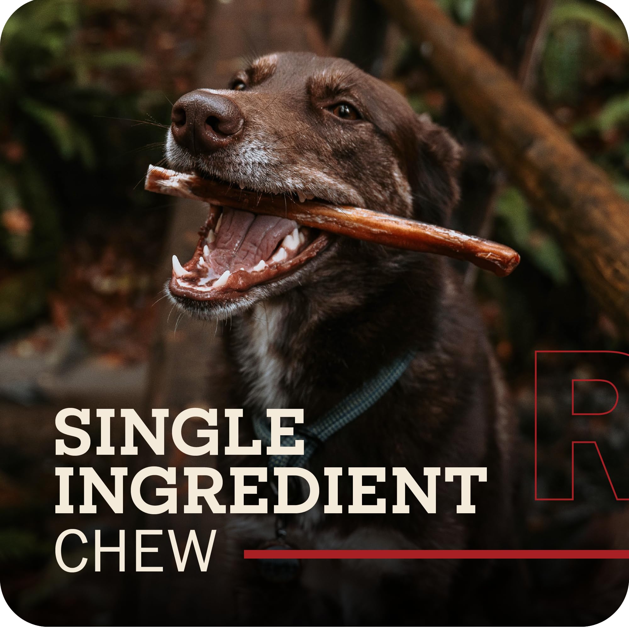 Redbarn Pet Products All-Natural 12" Braided Bully Sticks for Dogs - Premium Slow Roasted Long Lasting Chew Treats Made with 100% Beef - Single Ingredient Low Odor - 5 Count - Packaging May Vary