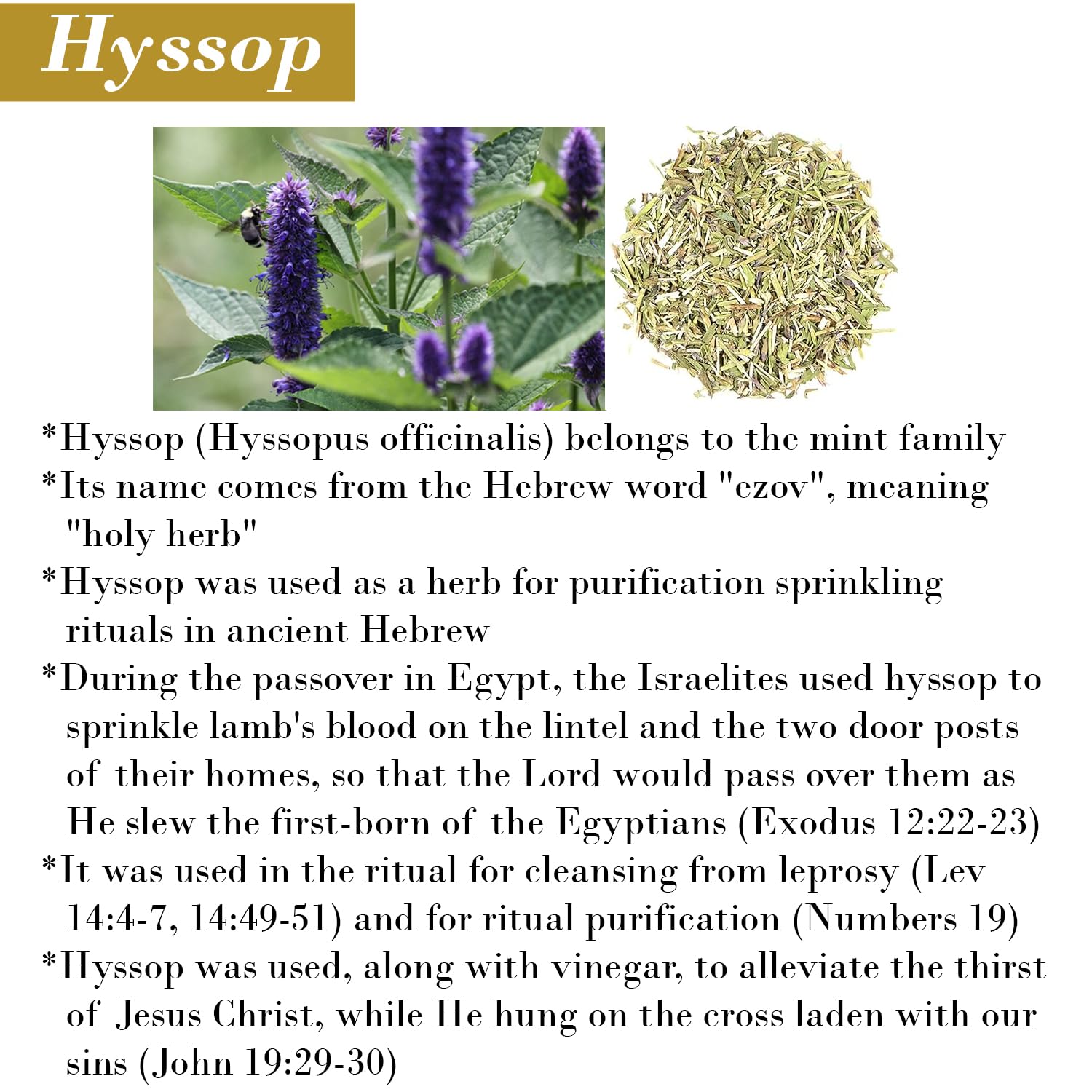 BIBLE N Beautyoils Cleanse Me With Hyssop Natural Hair and Body Wash, Organic Hyssop Infused Shampoo and Body Wash for Nourishing and Refreshing Hair & Body Cleansing
