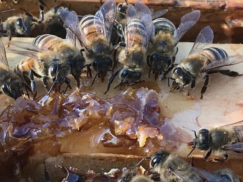 Planet Bee Apiary UNSCENTED BEE SALVE 1oz – Beeswax & Propolis Skin Moisturizer – All Natural, Small Batch