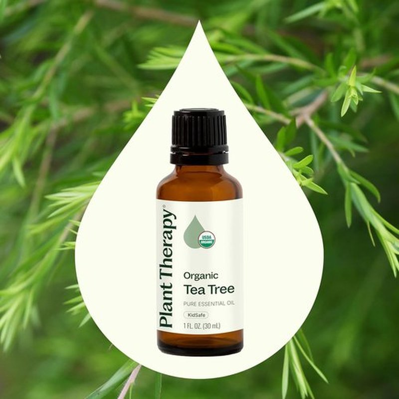 Plant Therapy Organic Tea Tree Oil - 100% Pure & USDA Certified Organic - Therapeutic Grade 30 mL (1 oz)