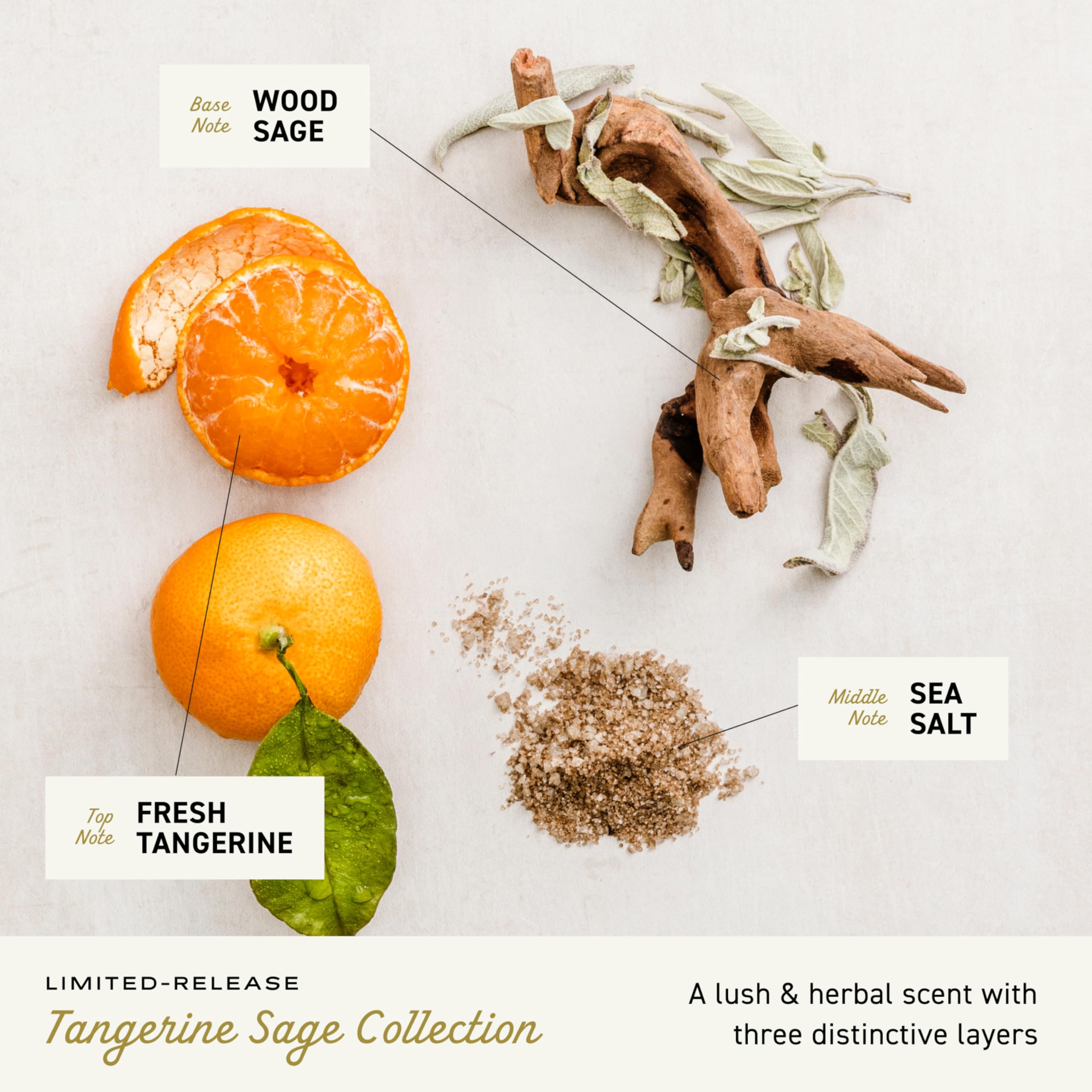 Cremo Rich-Lathering Tangerine Sage Body Wash Men, Notes of Fresh Tangerine, Sea Salt, and Wood Sage, 16 Fl Oz