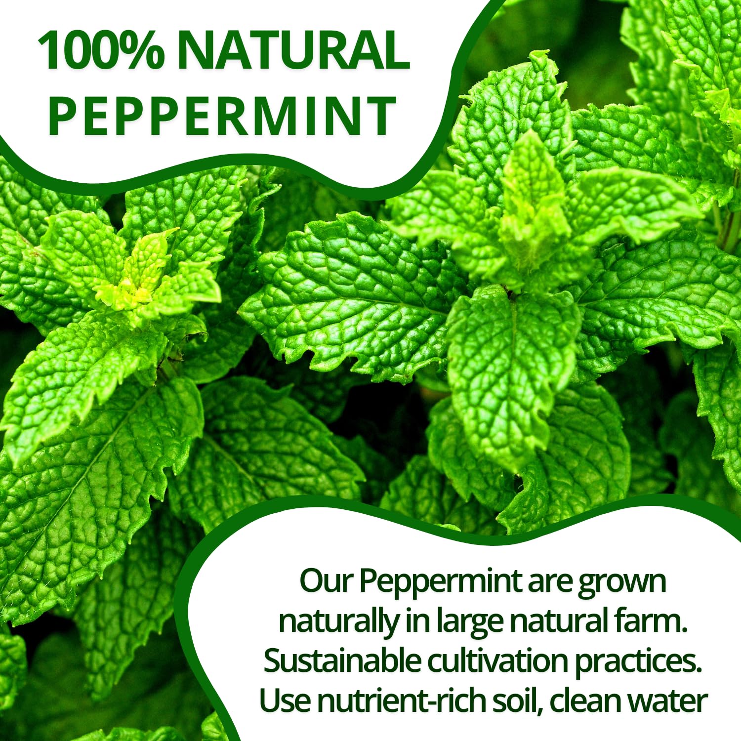 VIDA FARM 125 Peppermint Tea Bags, 100% Natural Peppermint Herbal Tea Bags, No Additives, No Caffeine, No Sugar