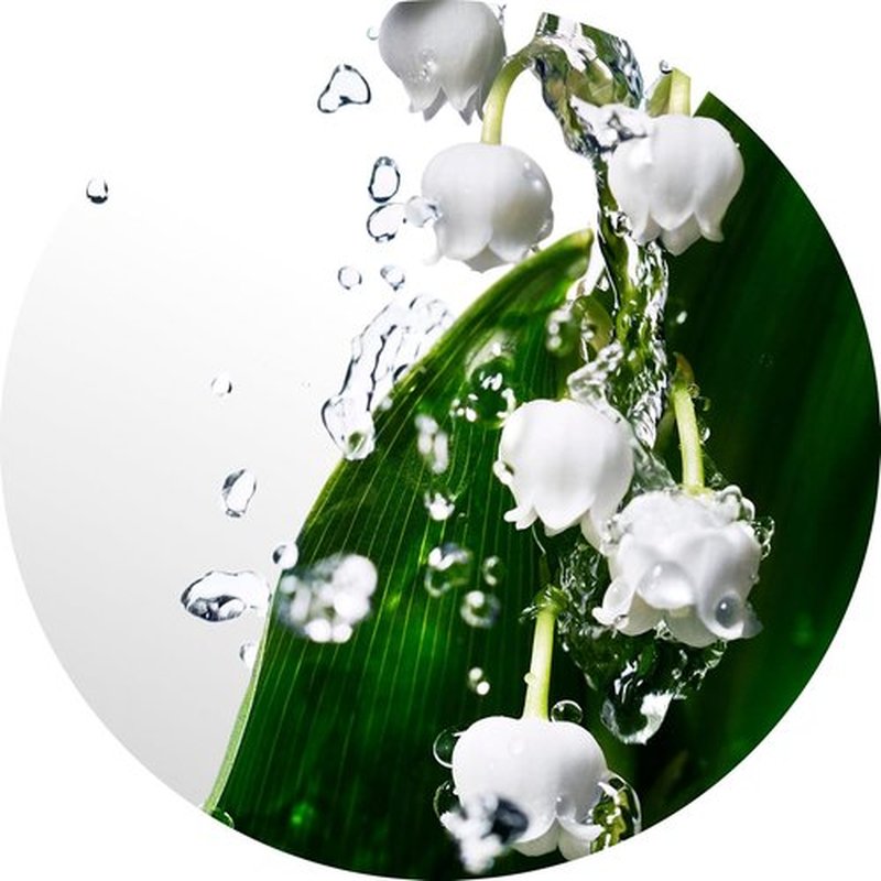 Davidoff Cool Water Eau de Toilette | Fresh Floral Women's Perfume with Watermelon & Lily Notes – Long-Lasting Fragrance
