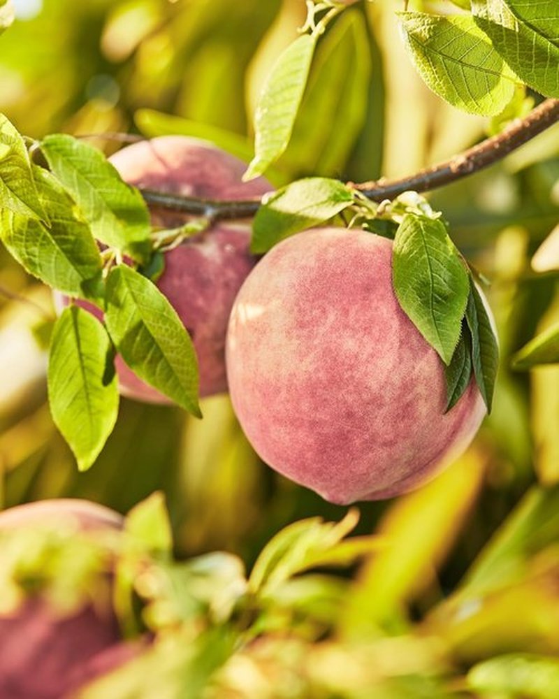 Skylar Peach Fields Eau de Parfum - Hypoallergenic Clean Fragrance for All - Sweet Mandarin & Peach Notes - 10mL / 0.33 Fl oz