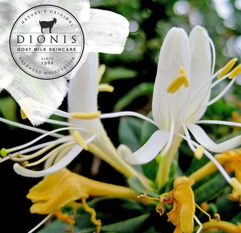 Dionis - Goat Milk Skincare Honeysuckle and Coconut Scented Hand Cream (1 oz) - Made in the USA - Cruelty-free and Paraben-free
