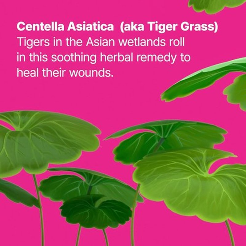 Dr.Jart+ Cicapair Tiger Grass Camo Drops - Tinted Serum SPF 35 with Centella Asiatica | Korean Skin Care Makeup Hybrid, 1.01 Fl Oz