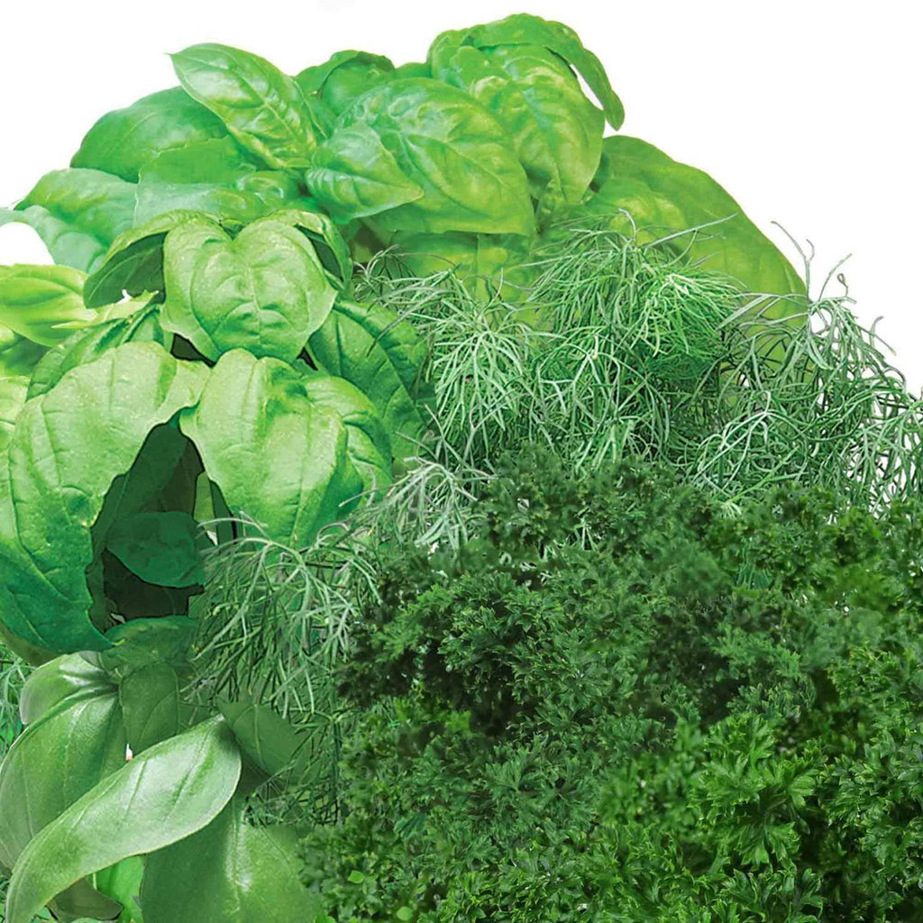 AeroGarden Gourmet Herb Seed Pod Kit, 3-Pod