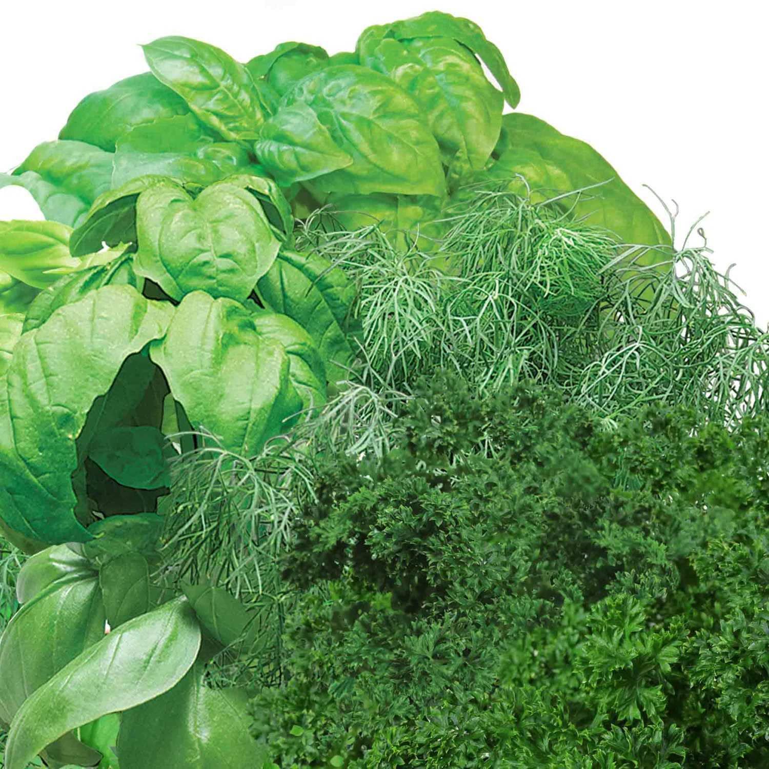 AeroGarden Gourmet Herb Seed Pod Kit, 3-Pod