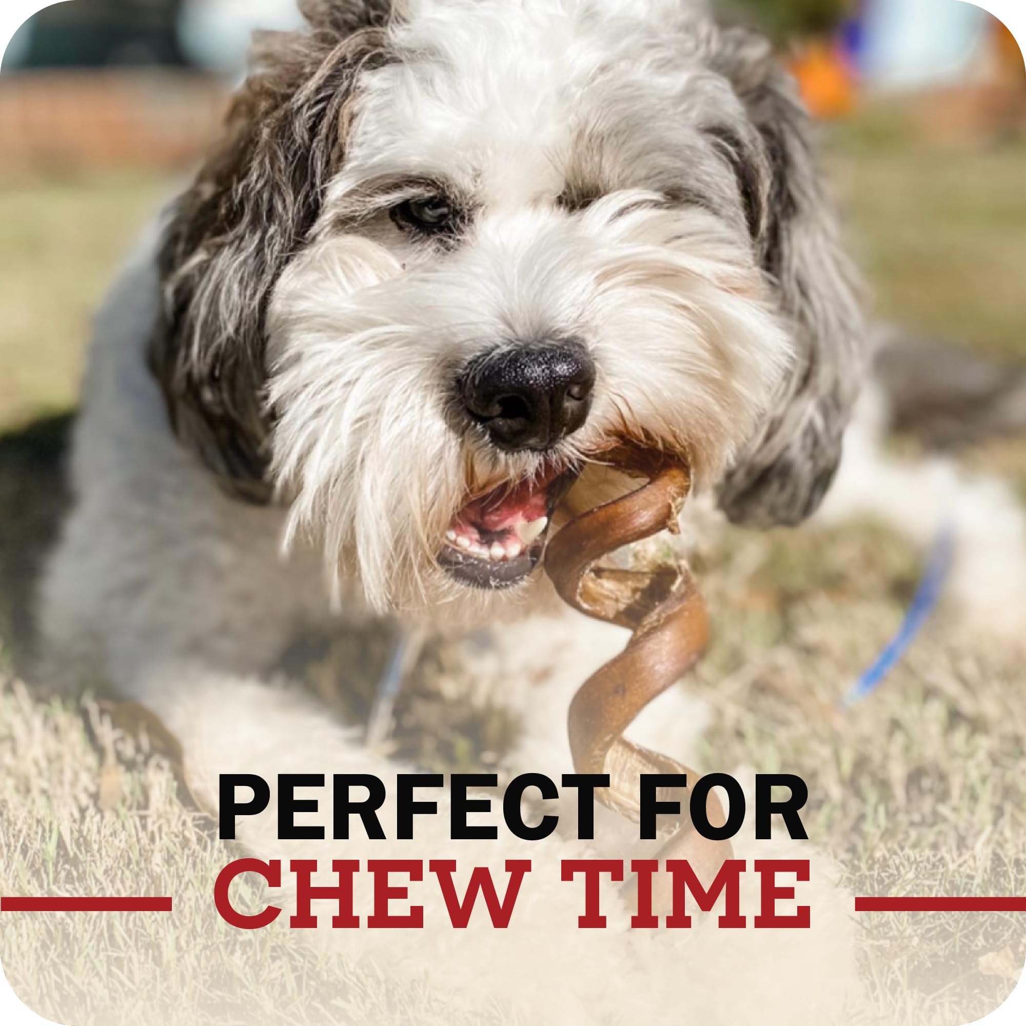 Redbarn Pet Products All-Natural 12" Braided Bully Sticks for Dogs - Premium Slow Roasted Long Lasting Chew Treats Made with 100% Beef - Single Ingredient Low Odor - 5 Count - Packaging May Vary